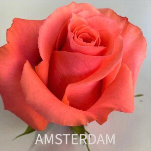 rosa amsterdam