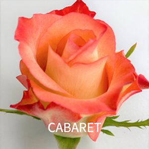 rosa cabaret