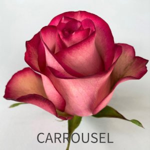 rosa Carrousel