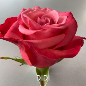 rosa didi