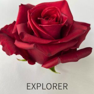 rosa explorer