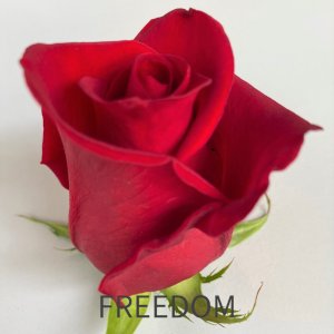 rosa freedom