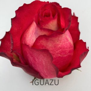 rosa Iguazu