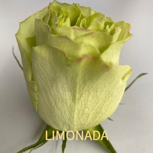 rosa limonada