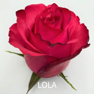 rosa lola