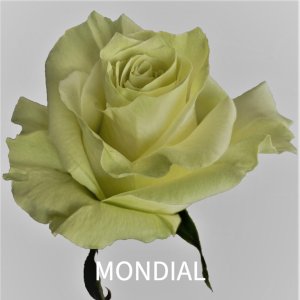 rosa mondial