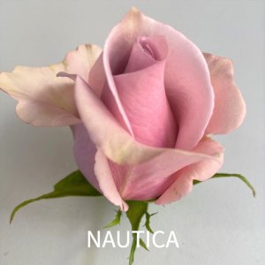 rosa nautica