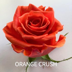 rosa Orange Crush