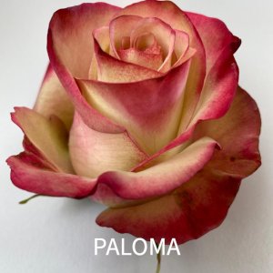 rosa paloma