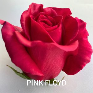 rosa Pink Floyd