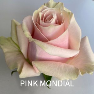 rosa Pink Mondial