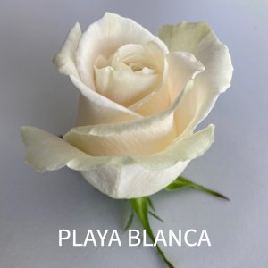 rosa playa blanca