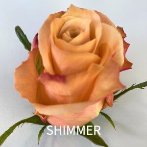 rosa Shimmer