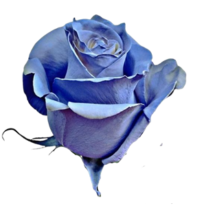 Arctic Blue