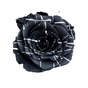 Black Illusion