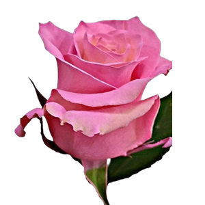 Bright Pink