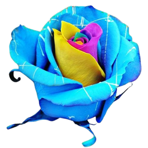 Coral Blue