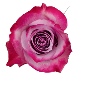 Deep Purple