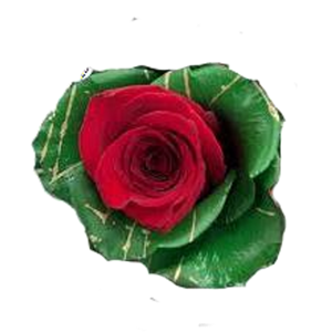 Holly