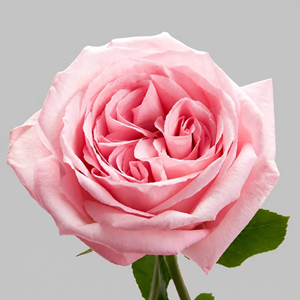 Pink O' Hara