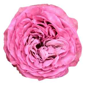 Queen's Crown