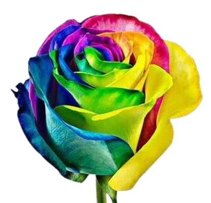 Rosas Tinturadas