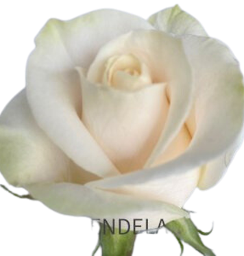 VENDELA