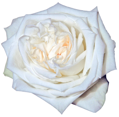 White O`Hara